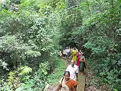 Forest footpath