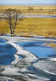 The Kasari flood-meadow in spring at Matsalu National Park