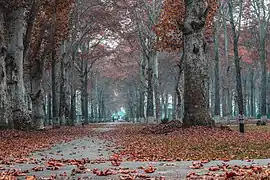 Chinars at the Kashmir University in Srinagar, Jammu and Kashmir during autumn