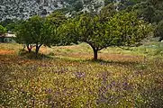 Landscape in Katharo plateau