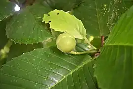 Dillenia philippinensis fruit