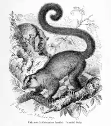 Grayscale drawing of lemurs