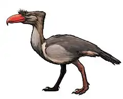 Kelenken guillermoi was a terror bird and the tallest carnivorous bird ever, averaging a height of 3 m (9.8 ft) and exceeding 100 kg (220 lb) in mass.