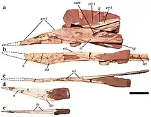 Skull fragments