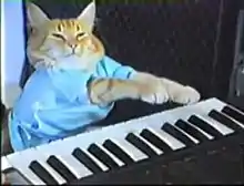 A cat wearing a t-shirt and appearing to play a keyboard