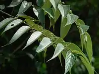 Branch bent down to show leaves and fruit