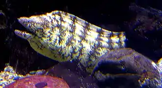 Kidako moray (Gymnothorax kidako)