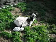 a black-and-white nanny and kid lying on the grass