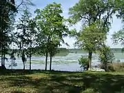 Lake view through trees