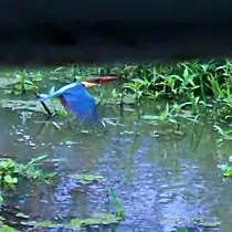 A Stork-billed Kingfisher with blue plumage in central Kerala.