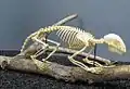 A skeleton of a Kinkajou