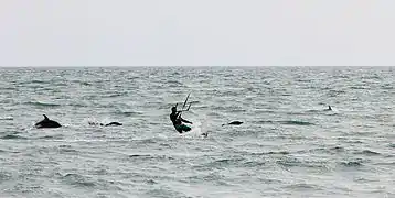 Black sea common dolphins with a kite-surfer off beach