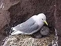 Kittiwake with chicks, Iceland