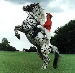 A leopard-patterned Knabstrupper horse