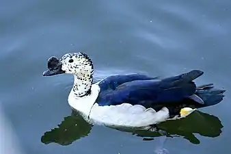 Male at Jamnagar, India