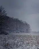 Winter Forests at Knox Farm