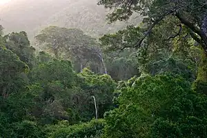 The forest in the Knysna region, typified by Podocarpus species