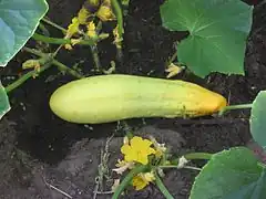 Komkommer (Cucumis sativus 'Gele Tros')