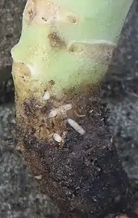 Delia radicum Athomyiidae larvae feeding on cauliflower