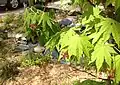 Korean Maple flowers emerging with leaves