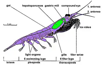 Image 13Body structure of a typical crustacean – krill (from Crustacean)