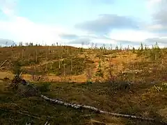 The wetland area towards Langvatnet