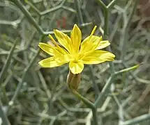 Inflorescence