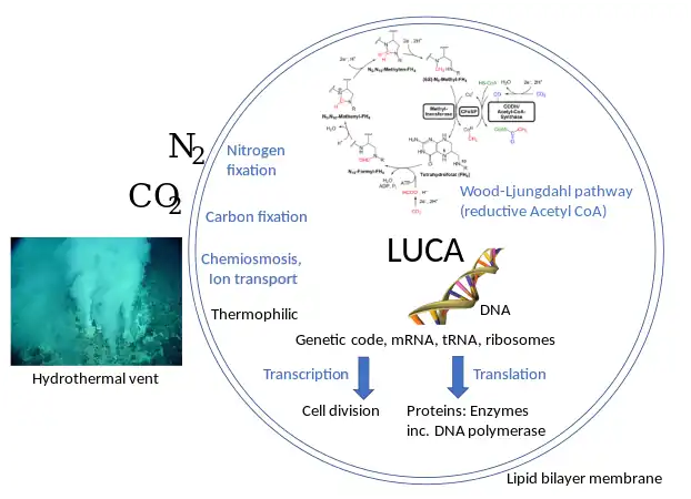 LUCA systems and environment included the Wood–Ljungdahl pathway.