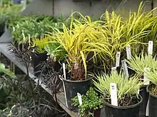 Plants for sale at the Lake Washington Institute of Technology Annual Plant Sale