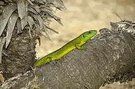 Male of Lacerta bilineata