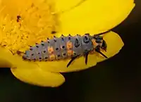 Larva