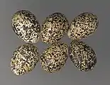 L. muta eggs