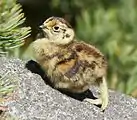 Japanese rock ptarmigan chick on Mount Ontake, Japan