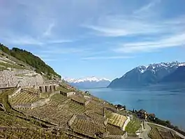 Vineyards near Riex village