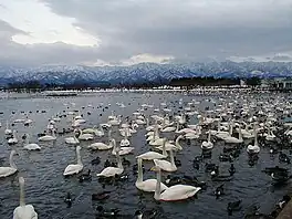 Lake Hyōko with overwintering swans