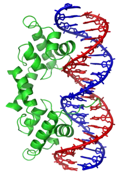 Ribbon diagram of the lambda repressor dimer bound to DNA.