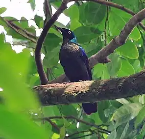 Ventral view of plumage