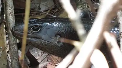 Land mullet, Mullumbimby, New South Wales, Australia