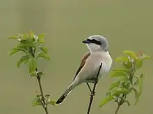 Red-backed shrike (male)