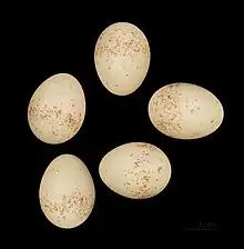 Eggs MHNT