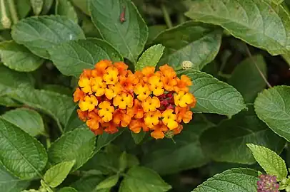 Orange-flowered specimen