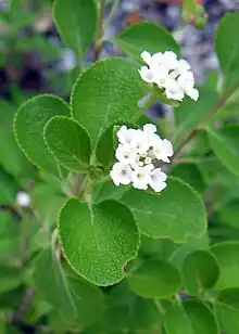 Cariaquillo (Lantana involucrata)