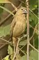 female / Pan American Highway - Darien - Panama