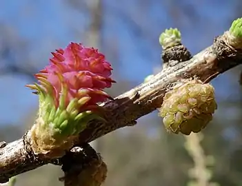 Female cone (left), male cone (right)