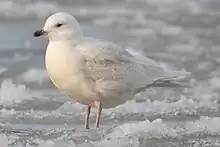 Iceland gullLarus glaucoideshvidvinget måge