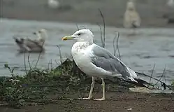 Yellow-legged gull (Larus michahellis)