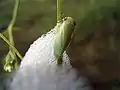 An adult, newly emerged from its foam nest