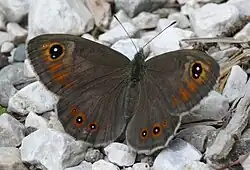 Female