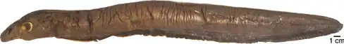 image of electric eel