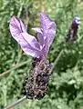 Flower of cultivated lavender; Lavandula stoechas